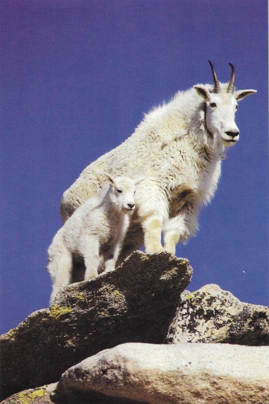 Mountain Goats on Mt. Evans Colorado  4 by 6