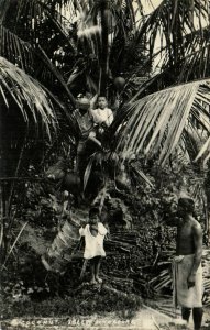 PC CPA SINGAPORE, COCONUT TREE, Vintage REAL PHOTO Postcard (b24933)