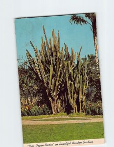 Postcard Pipe Organ Cactus in Beautiful Sunken Gardens Florida USA