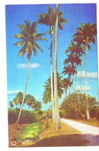 Country Scene, Barbados, Used 1977