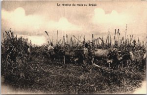 Brazil La Récolte du Mais au Bresil Corn Farmer Vintage Postcard C053