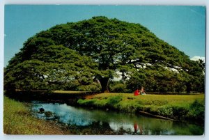 c1961 Honolulu Hawaii HI Vintage Postcard Monkey Pod Tree Main Source Hardwood