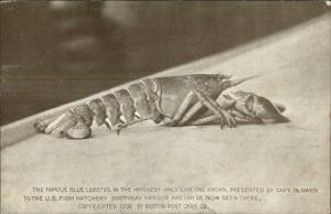 Boothbay Harbor ME Famous Blue Lobster c1905 Postcard