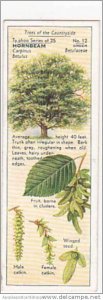 Typhoo Tea Vintage Trade Card Trees Of The Countryside 1936 No 12 Hornbeam