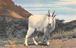 Rocky Mountain Goat, Montana, USA Unused 
