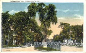 Washington Elm - Cambridge, Massachusetts MA Postcard