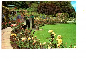 English Rose garden, Butchart Gardens, Victoria, British Columbia,