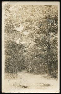 A Cool Drive in the State Park. Interlachen, MI. Vintage real photo postcard