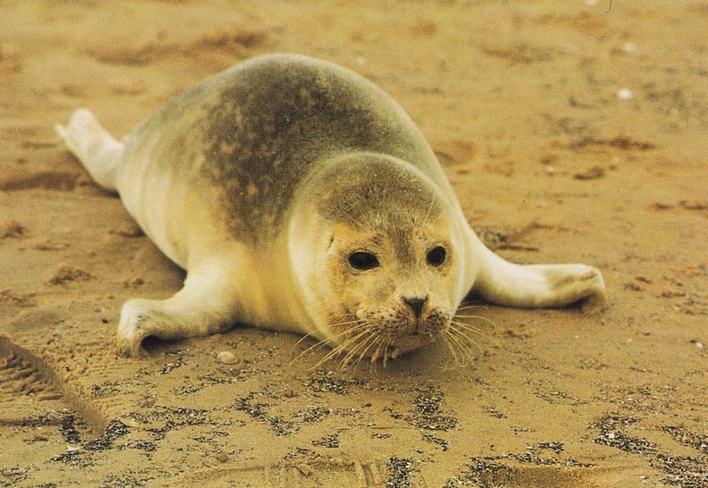 Blakeney Point Seal Pup Norfolk Postcard