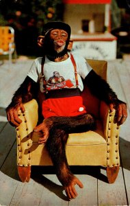 Florida Miami Chimoanzee Waiting For A Kiss At Monkey Jungle 1973