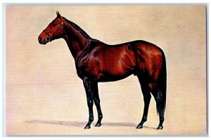 c1950's Gallant Man The Most Successful Racehorse Lexington Kentucky KY Postcard