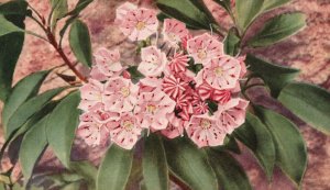 Vintage Postcard 1910s Kalmia Latifolia Mountain Laurel Connecticut State Flower 