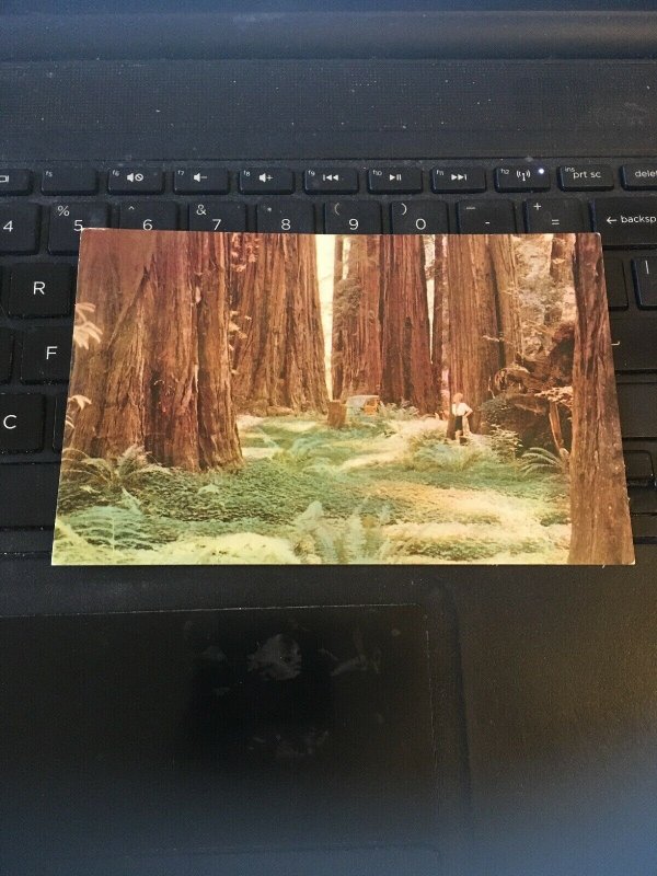 Vintage postcard - Redwood Forests, Northern California