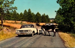 Donkeys Begging For Handout Black Hills South Dakota