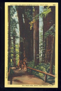 Santa Cruz County, California/CA Postcard, Natural Graft Tree, Big Trees Park