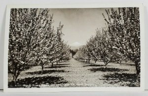 Rppc Oregon Hood River Apple Orchard and Mt. Hood Postcard O13