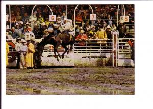 Bareback Bronc Riding, Calgary Exhibition and Stampede, Alberta