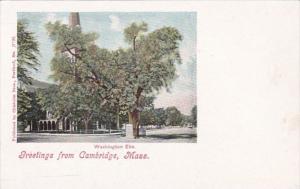 Massachusetts Greetings From Cambridge The Washington Elm