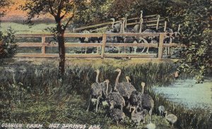 HOT SPRINGS, Arkansas, 1900-1910s; Ostrich Farm
