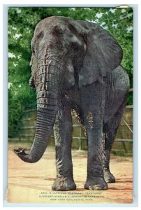 c1910 African Elephant Kartoum New York Zoological Park Antique Postcard