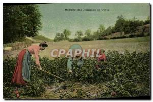 Old Postcard Harvest potatoes