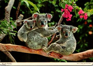 Australia Koala Family