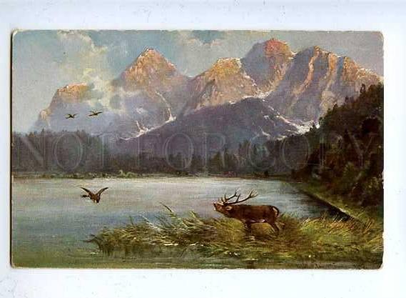 182858 Hunting for ducks deer summer Muller vintage postcard
