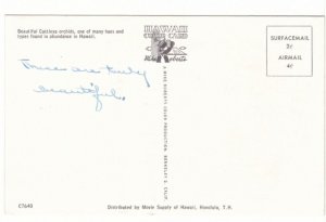 Cattleya Orchids From Hawaii, Vintage Chrome Postcard