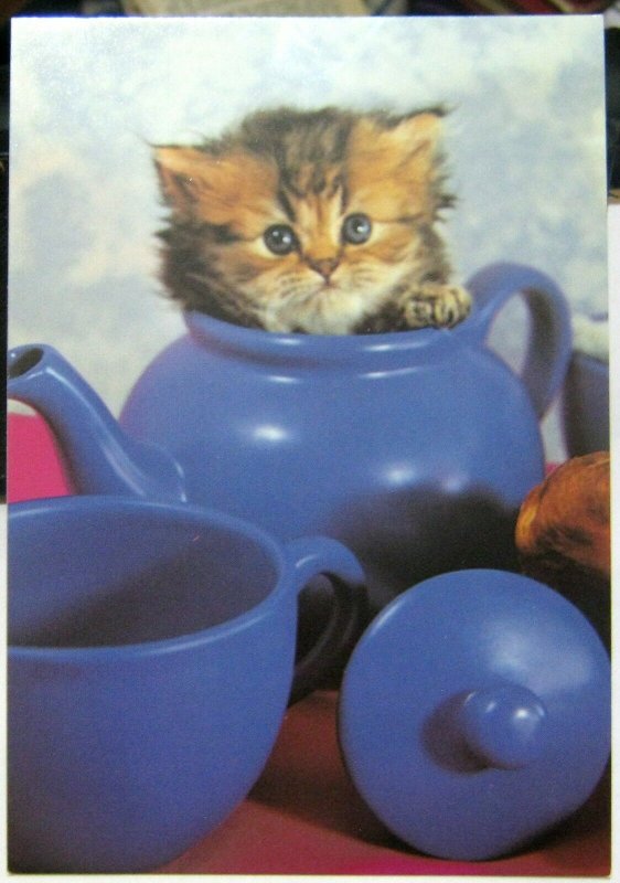 Postcard Cat Kitten in a Teapot - unposted