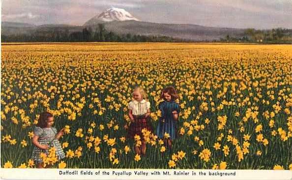 Little Girls in Daffodil Field in Puyallup Valley WA