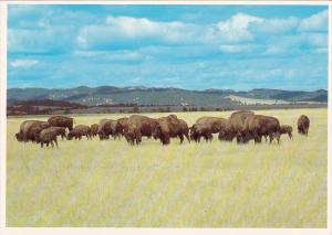 South Dakota Black Hills Buffalo Herd Or North American Bison