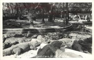 c1940 RPPC Postcard; St. Augustine Alligator Ostrich Farm FL Cline 2-D-344