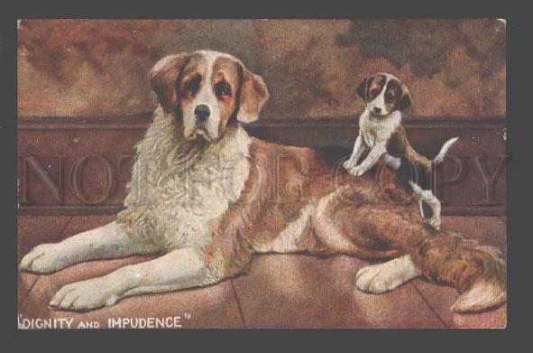 086807 PUPPY on SAINT BERNARD Dog Vintage Color PC