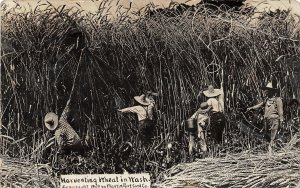 H56/ Collins Washington RPPC Postcard 1910 Martin Exaggeration Wheat Harvest