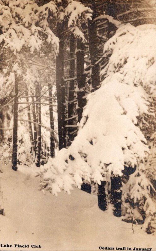 New York Adirondacks Lake Placid Club Cedars Trail In January 1909 Real Photo