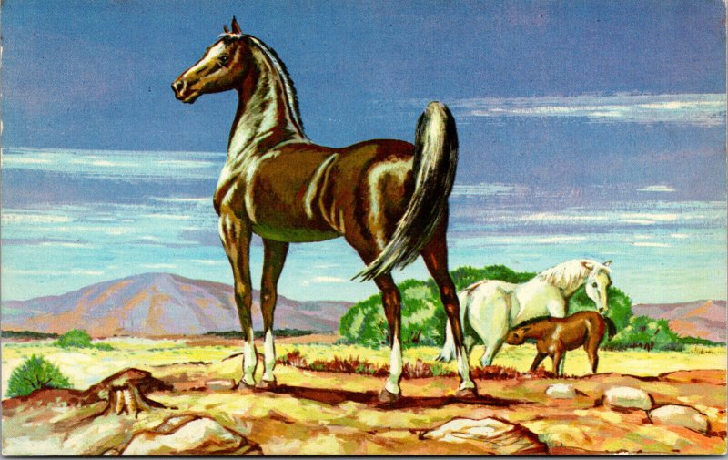Vtg 1950s Horse Series King of the Range from Artist John Roach Art Postcard