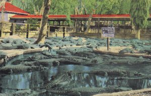 Alligators At St Augustine Alligator Farm Florida