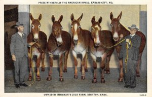 Prize Winners American Royal Kansas City MO Hineman's Jack Farm Dighton Postcard
