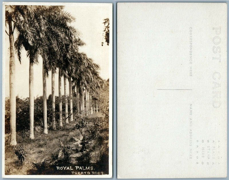 PUERTO RICO ROYAL PALMS PORTO RICO VINTAGE REAL PHOTO POSTCARD RPPC