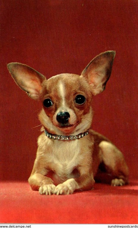 Dogs Chihuahua