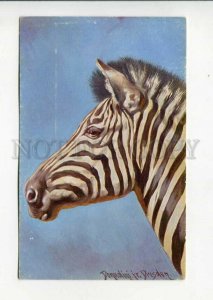 3160673 HUNT ZEBRA by DONADINI Vintage Colorful PC