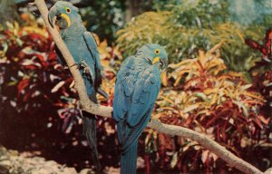 Hyacinth Parrots in Parrot Jungle, Miami