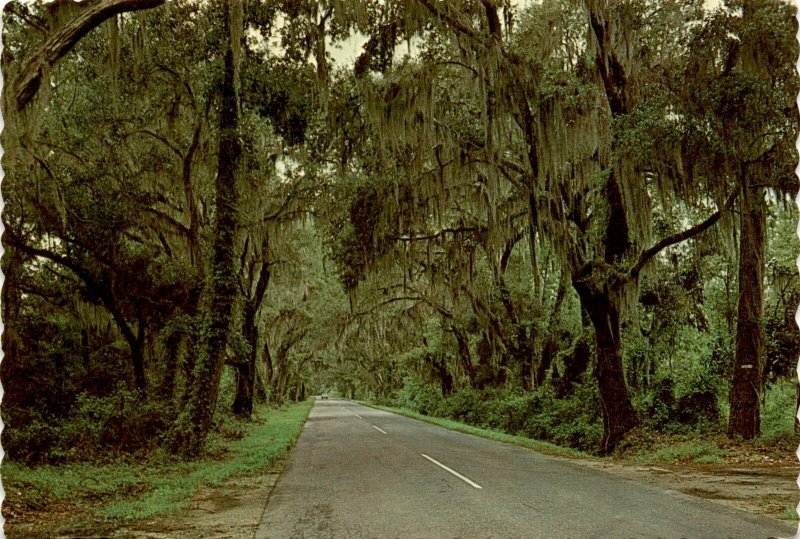 Summerville, South Carolina, Ashley River, Charleston, gardens. Postcard