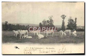 Old Postcard Folklore Family Cows