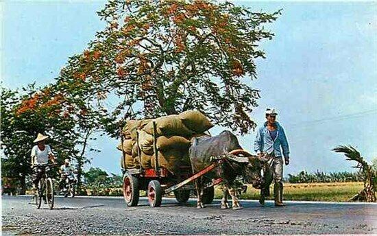 Taiwan, Republic of China, Buffalo Cart