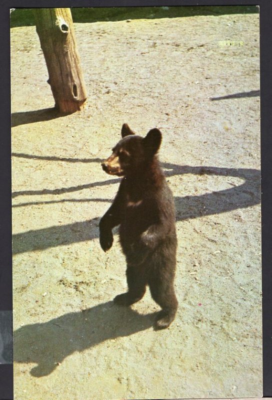 Ontario BEARDMORE Where is my Dinner?, Bear Cub - Del Mar Restaurant 1950s-1970s