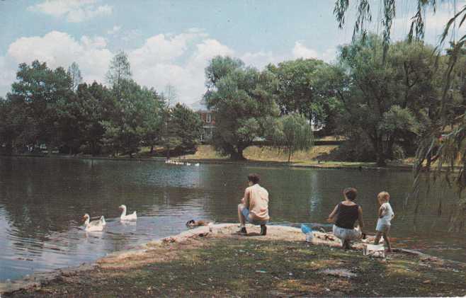 Feeding Swans at City Park Lake - Hagerstown MD, Maryland - pm 1978