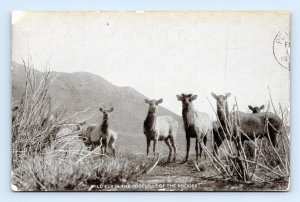 Wild Elk Foothill of the Rockies Great Falls Montana MT 1908 DB Postcard Q1