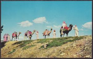 Camel Caravan,Black Hills Passion Play Postcard