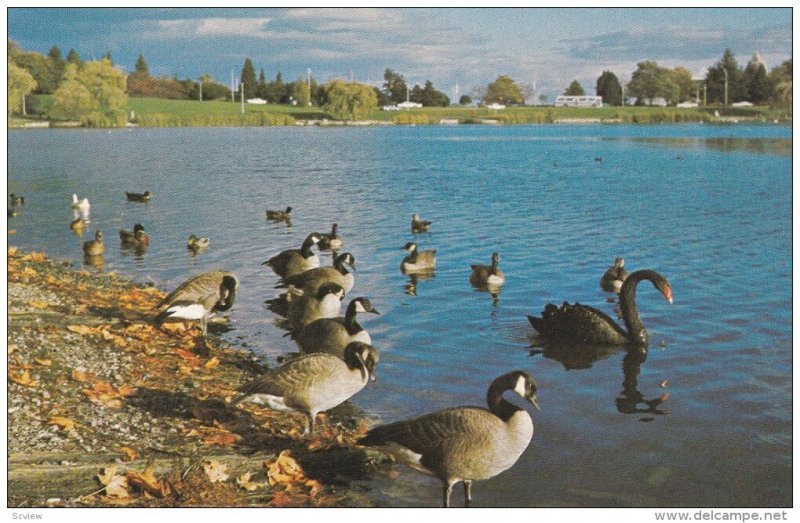 Geese on Lost Lagoon, Stanley Park, Vancouver, BC, Canada, 1940-60s